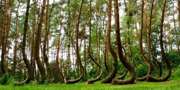 Nature-Crooked-Forest-wallpaper-660x330