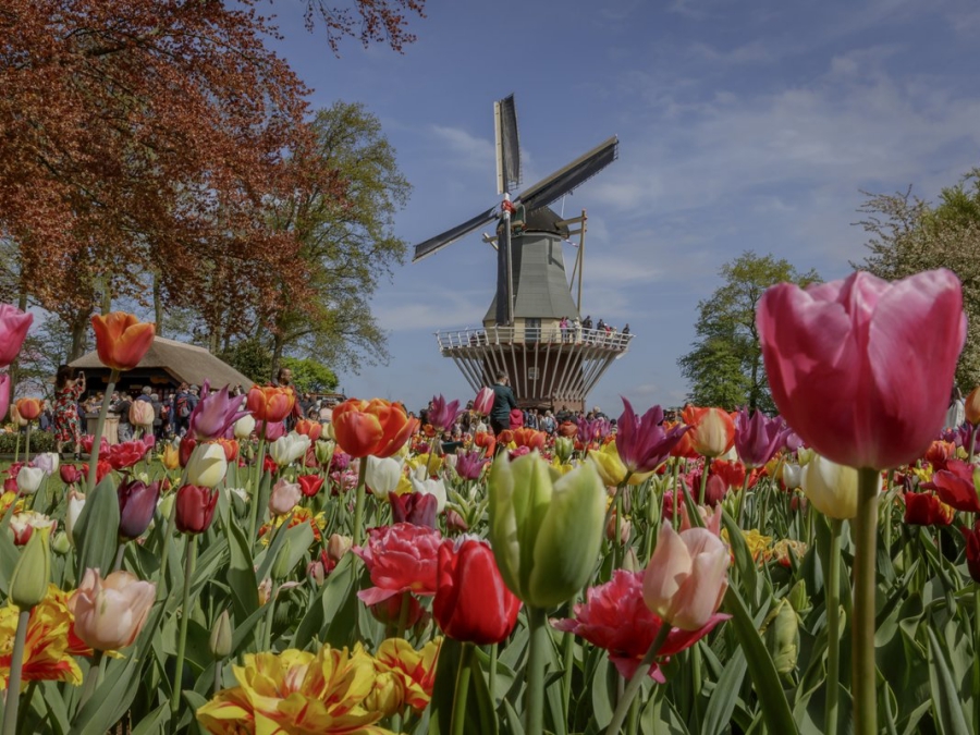 Todo listo para ver tulipanes en Holanda Alan x el Mundo