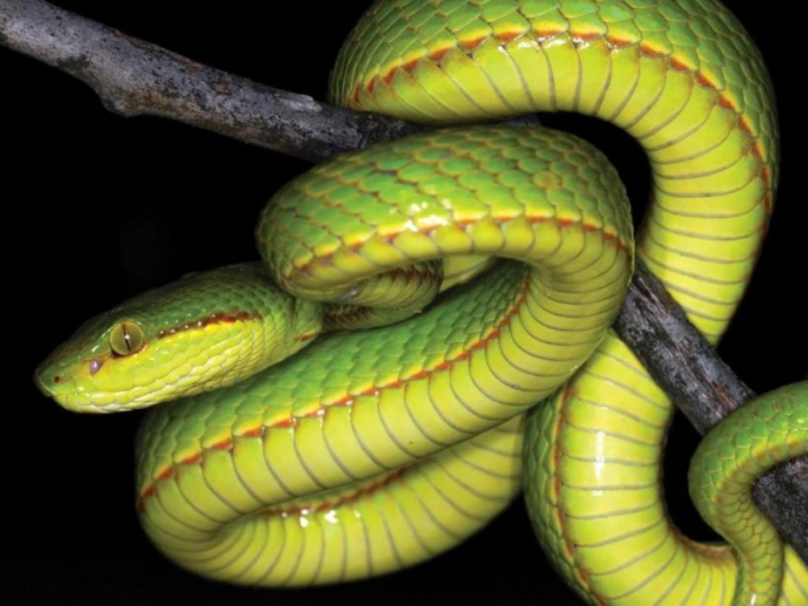 Эволюция змеи. Голубая куфия змея. Каскавель змея. Жёлто-зелёная куфия. Салазар Слизерин змея.