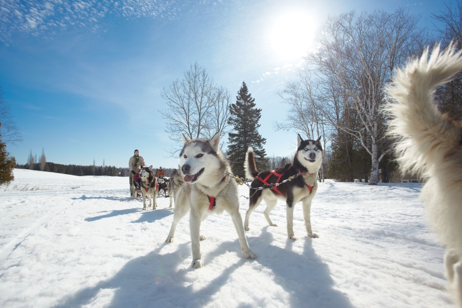 Perros huskys listos para liderar un paseo en trineo, en Quebec.